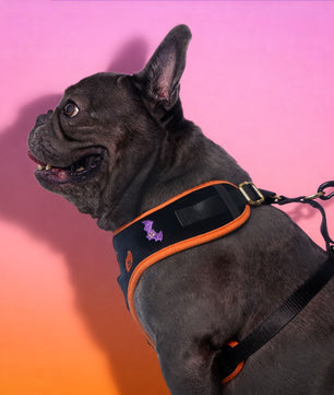 frenchie dog wearingharness on stylish halloween pet harness -BOBOTAILS