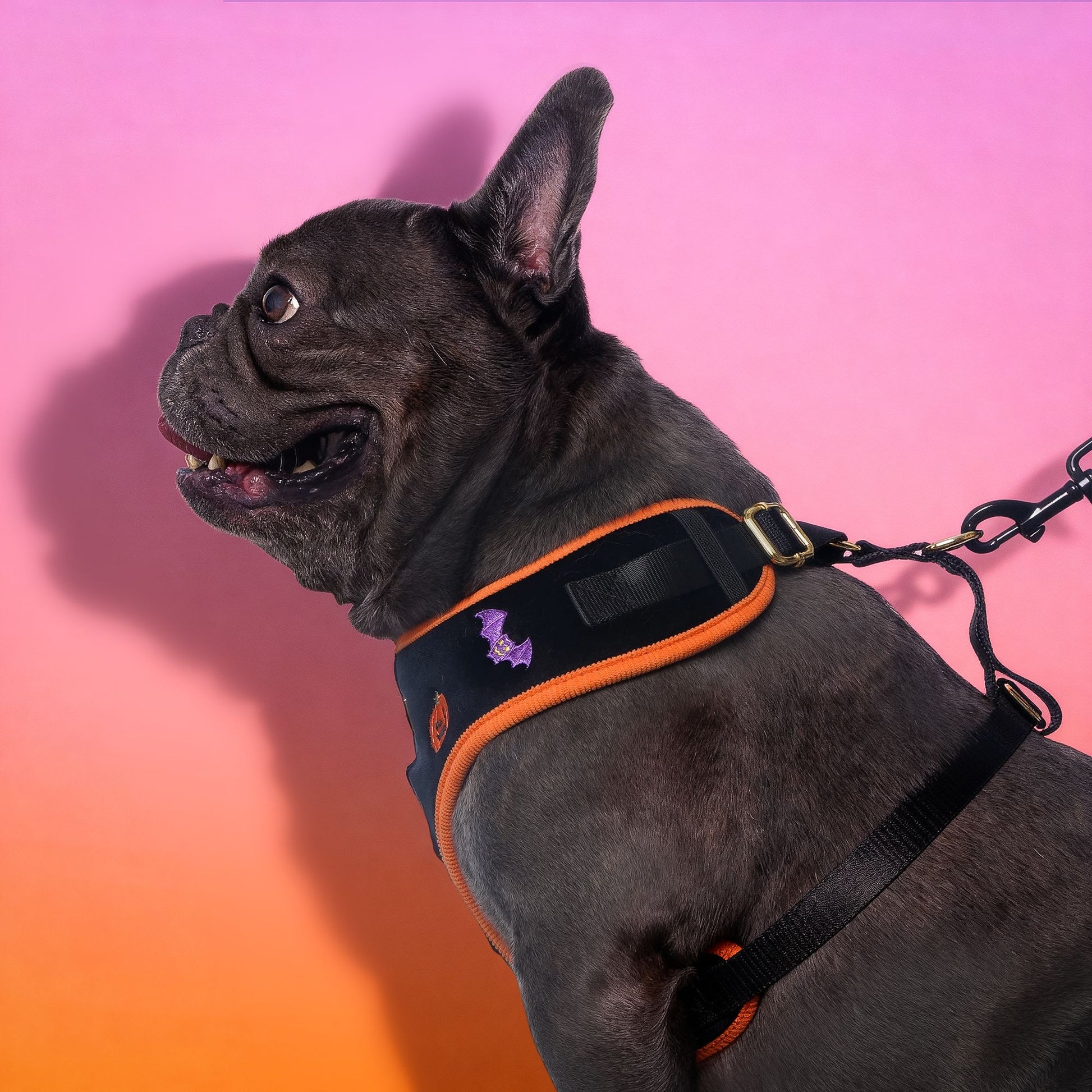 frenchie dog wearingharness on stylish halloween pet harness -BOBOTAILS