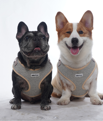 two medium size dogs wearing Bobotails brand chunky knitted dog harness