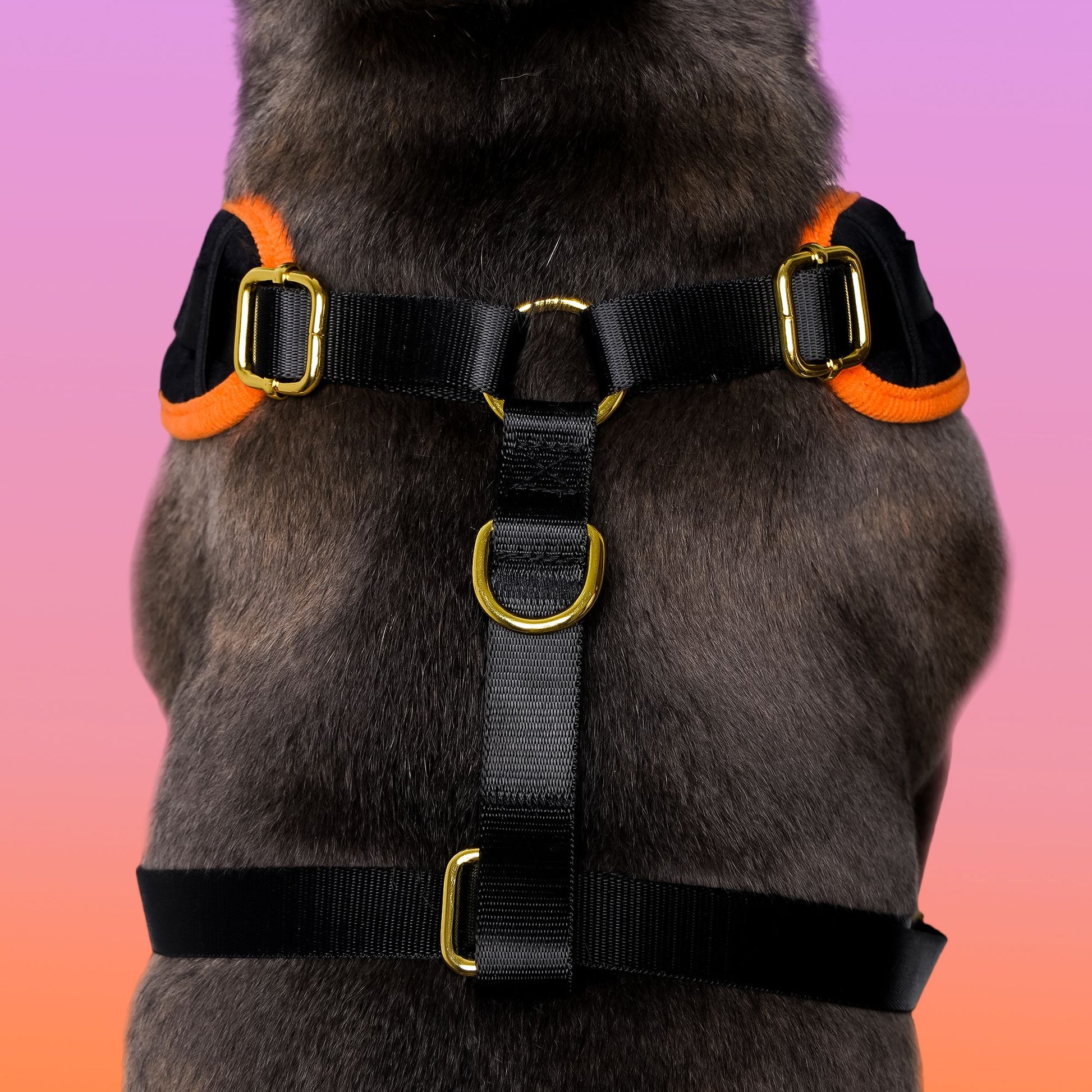 halloween velvet dog harness for medium dogs -bobotails